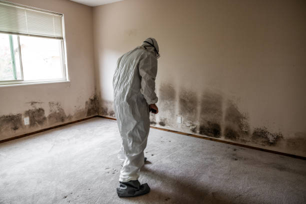 Professional Mold Removal in Oakhurst, OK